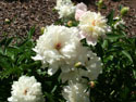 LANDSCAPE-SPRING-SHRUBS-18.jpg (1536816 bytes)