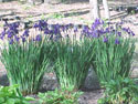 LANDSCAPE-SPRING-SIBERIAN IRIS-01.jpg (427262 bytes)