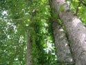 LANDSCAPE-SPRING-TREES-01.jpg (1645485 bytes)
