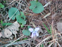 LANDSCAPE-SPRING-WILDFLOWERS-01.jpg (341879 bytes)