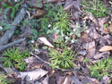 LANDSCAPE-SPRING-WILDFLOWERS-02.jpg (347647 bytes)