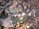 LANDSCAPE-SPRING-WILDFLOWERS-04.jpg (285837 bytes)
