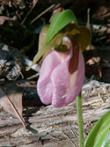 LANDSCAPE-SPRING-WILDFLOWERS-05.jpg (225342 bytes)