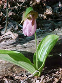LANDSCAPE-SPRING-WILDFLOWERS-06.jpg (280731 bytes)