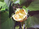 LANDSCAPE-SPRING-WILDFLOWERS-07.jpg (262406 bytes)