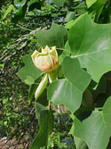 LANDSCAPE-SPRING-WILDFLOWERS-08.jpg (307188 bytes)
