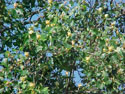 LANDSCAPE-SPRING-WILDFLOWERS-09.jpg (400479 bytes)