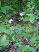 LANDSCAPE-SPRING-WILDFLOWERS-12.jpg (309097 bytes)