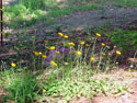 LANDSCAPE-SPRING-WILDFLOWERS-14.jpg (370448 bytes)
