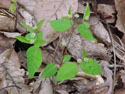 LANDSCAPE-SPRING-WILDFLOWERS-17.jpg (226125 bytes)