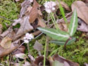 LANDSCAPE-SPRING-WILDFLOWERS-18.jpg (249844 bytes)