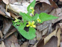 LANDSCAPE-SPRING-WILDFLOWERS-20.jpg (210253 bytes)