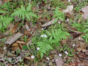 LANDSCAPE-SPRING-WILDFLOWERS-25.jpg (339655 bytes)