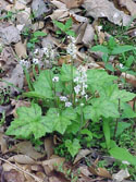 LANDSCAPE-SPRING-WILDFLOWERS-28.jpg (318964 bytes)