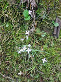 LANDSCAPE-SPRING-WILDFLOWERS-29.jpg (404965 bytes)