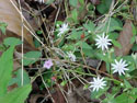 LANDSCAPE-SPRING-WILDFLOWERS-30.jpg (252632 bytes)