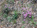 LANDSCAPE-SPRING-WILDFLOWERS-31.jpg (418278 bytes)