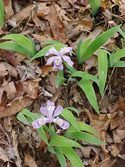 LANDSCAPE-SPRING-WILDFLOWERS-33.jpg (276543 bytes)