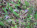 LANDSCAPE-SPRING-WILDFLOWERS-34.jpg (361966 bytes)