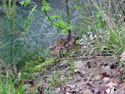 LANDSCAPE-SPRING-WILDFLOWERS-35.jpg (339614 bytes)