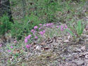 LANDSCAPE-SPRING-WILDFLOWERS-38.jpg (389075 bytes)