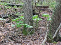 LANDSCAPE-SPRING-WILDFLOWERS-39.jpg (416565 bytes)