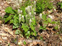 LANDSCAPE-SPRING-WILDFLOWERS-40.jpg (1655836 bytes)