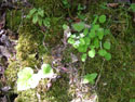 LANDSCAPE-SPRING-WILDFLOWERS-42.jpg (1706281 bytes)