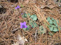 LANDSCAPE-SPRING-WILDFLOWERS-43.jpg (1693546 bytes)