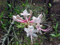 LANDSCAPE-SPRING-WILD AZALEAS-05.jpg (259656 bytes)