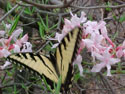 LANDSCAPE-SPRING-WILD AZALEAS-06.jpg (225834 bytes)