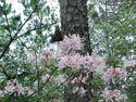 LANDSCAPE-SPRING-WILD AZALEAS-07.jpg (460927 bytes)