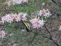 LANDSCAPE-SPRING-WILD AZALEAS-08.jpg (356318 bytes)