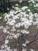 LANDSCAPE-SPRING-WILD AZALEAS-09.jpg (400661 bytes)