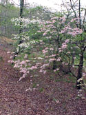 LANDSCAPE-SPRING-WILD AZALEAS-10.jpg (398021 bytes)