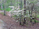 LANDSCAPE-SPRING-WILD AZALEAS-11.jpg (376212 bytes)
