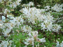 LANDSCAPE-SPRING-WILD AZALEAS-12.jpg (1612680 bytes)