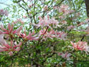 LANDSCAPE-SPRING-WILD AZALEAS-13.jpg (1677041 bytes)