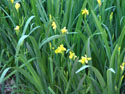 LANDSCAPE-SPRING-YELLOW FLAG IRIS-01.jpg (1577724 bytes)