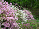 LANDSCAPE-SPRING- AZALEAS-05.jpg (1635509 bytes)