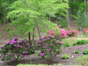 LANDSCAPE-SPRING- AZALEAS-07.jpg (1645357 bytes)