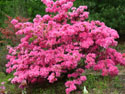 LANDSCAPE-SPRING- AZALEAS-08.jpg (1609401 bytes)