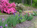 LANDSCAPE-SPRING- AZALEAS-09.jpg (1604704 bytes)