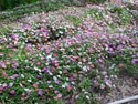 LANDSCAPE-SUMMER-ANNUALS-03.jpg (428925 bytes)