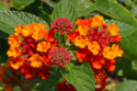 LANDSCAPE-SUMMER-ANNUALS-05.jpg (2052919 bytes)