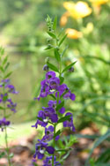 LANDSCAPE-SUMMER-ANNUALS-06.jpg (1612332 bytes)