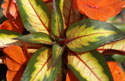 LANDSCAPE-SUMMER-ANNUALS-07.jpg (2679520 bytes)