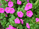 LANDSCAPE-SUMMER-ANNUALS-11.jpg (1576640 bytes)
