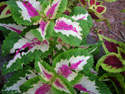 LANDSCAPE-SUMMER-ANNUALS-12.jpg (1654557 bytes)