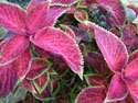 LANDSCAPE-SUMMER-ANNUALS-13.jpg (1605945 bytes)